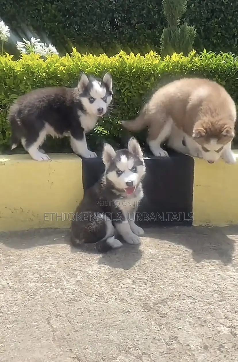 1-3 months Male Purebred Siberian Husky