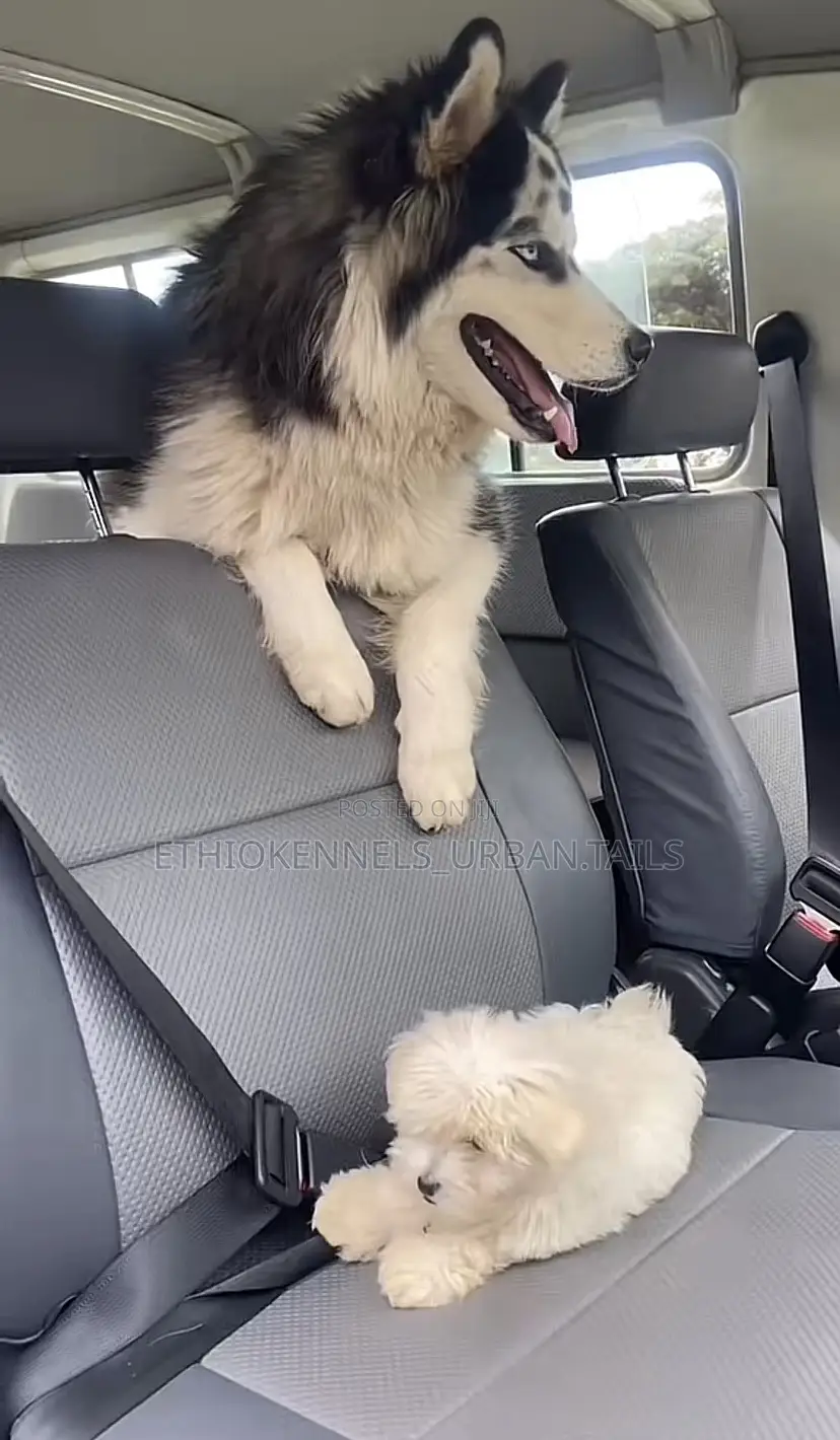 1-3 months Male Purebred Maltese