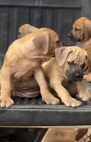 Photo - 1-3 months Male Purebred Bullmastiff