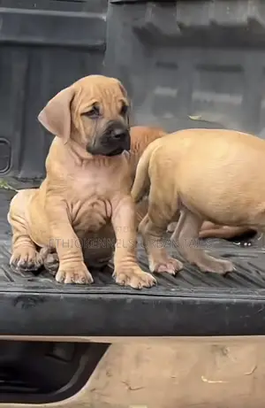 1-3 months Male Purebred Bullmastiff