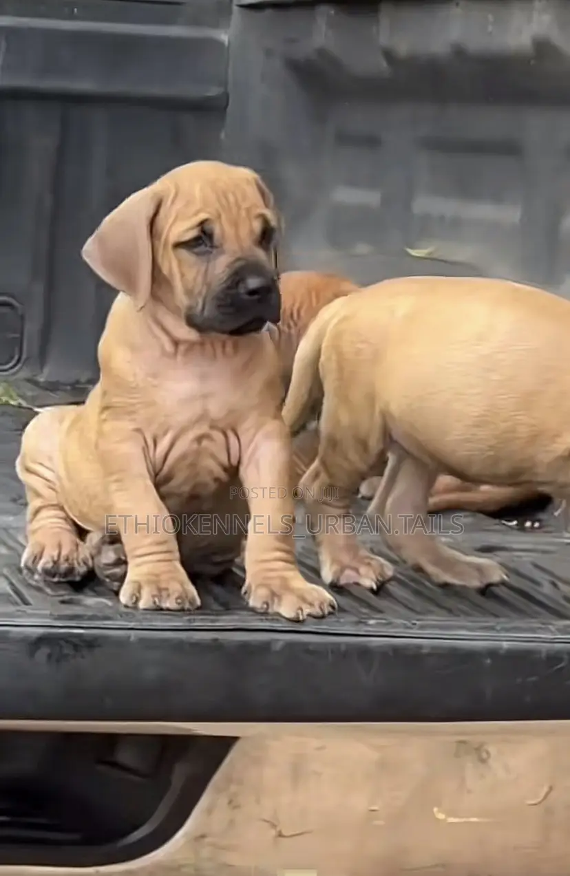 1-3 months Male Purebred Bullmastiff