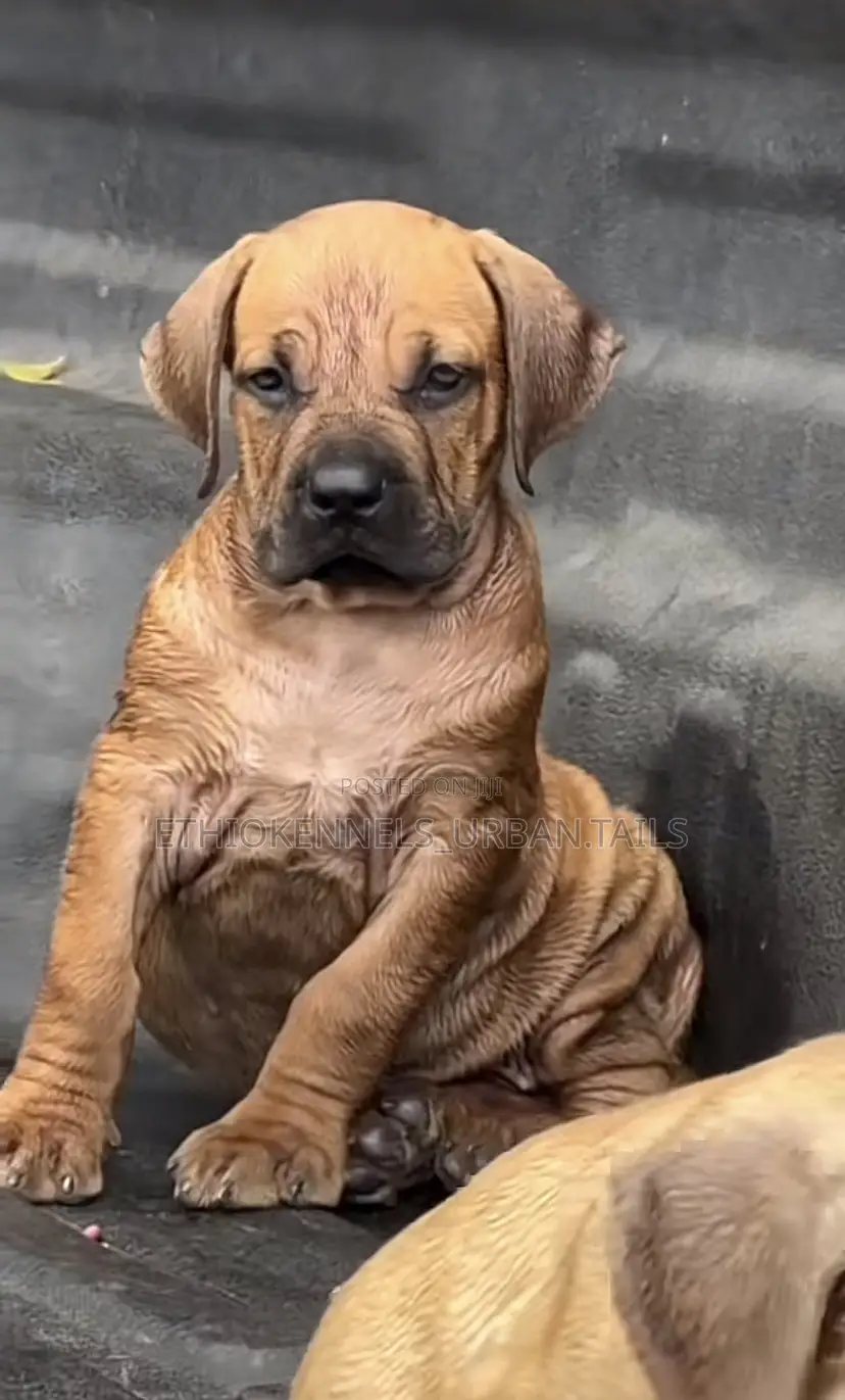 1-3 months Male Purebred Bullmastiff