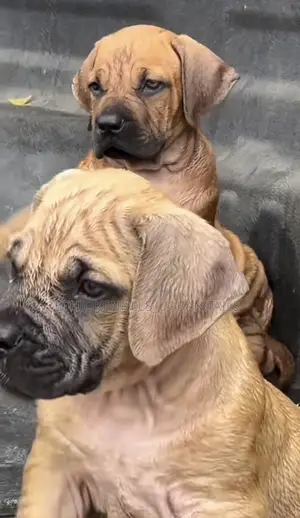 1-3 months Male Purebred Bullmastiff