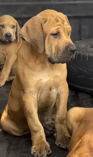 Photo - 1-3 months Male Purebred Bullmastiff