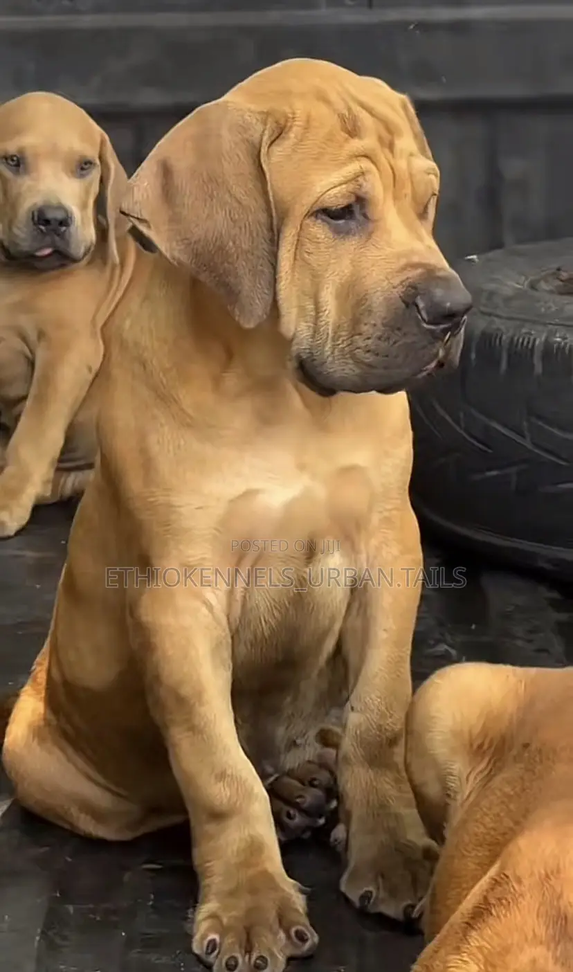 1-3 months Male Purebred Bullmastiff