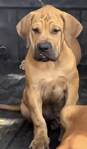 1-3 months Male Purebred Bullmastiff