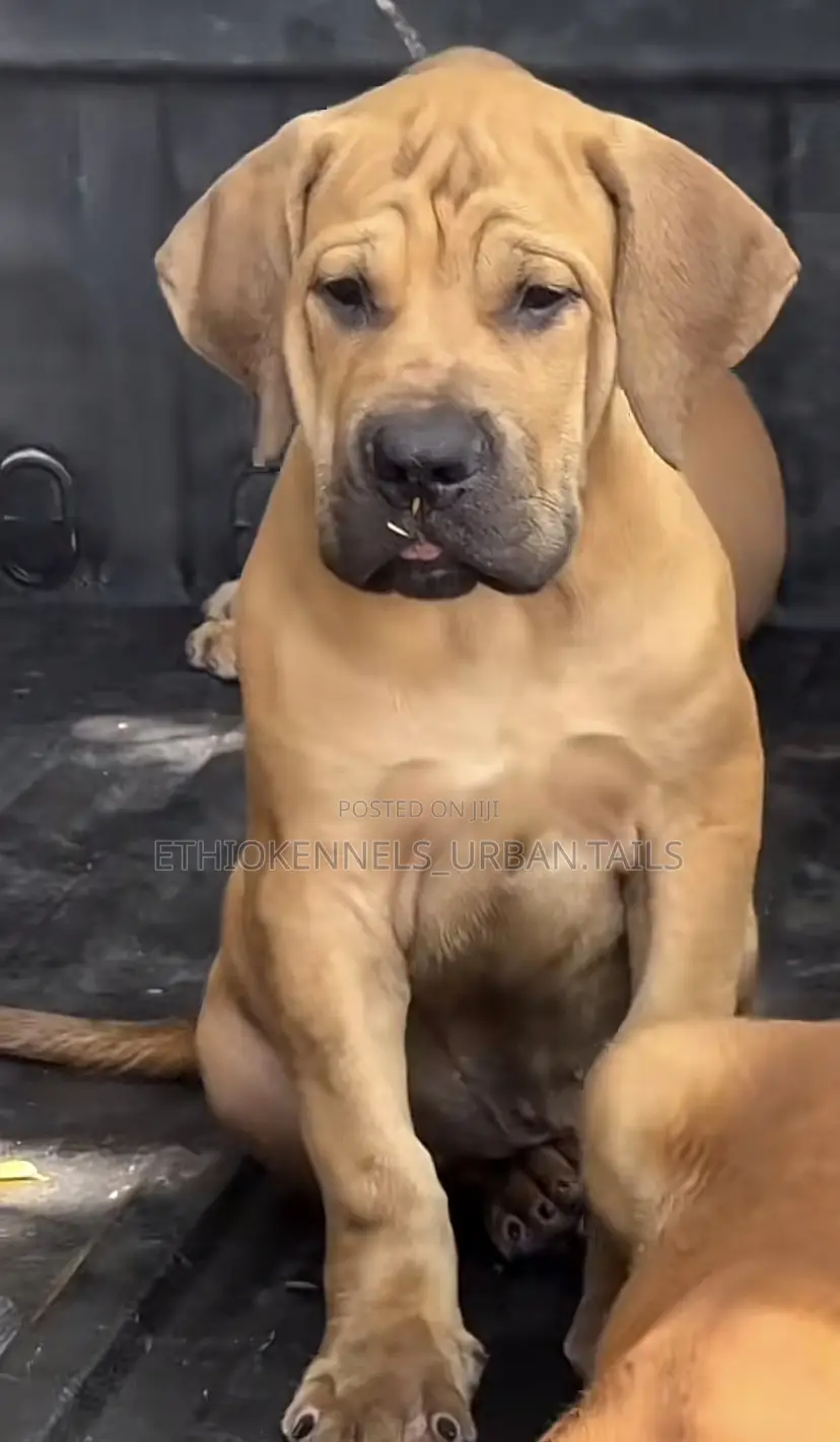 1-3 months Male Purebred Bullmastiff
