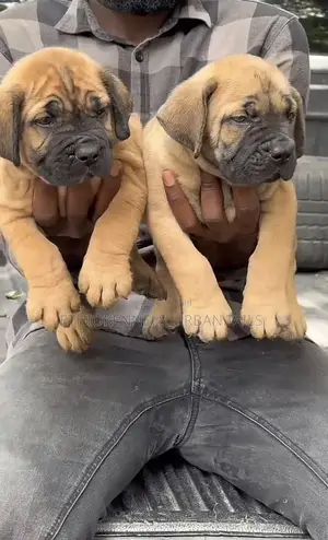 Photo - 1-3 months Male Purebred Bullmastiff