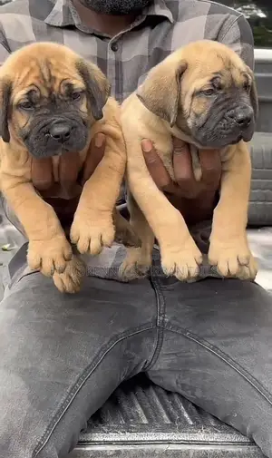 1-3 months Male Purebred Bullmastiff
