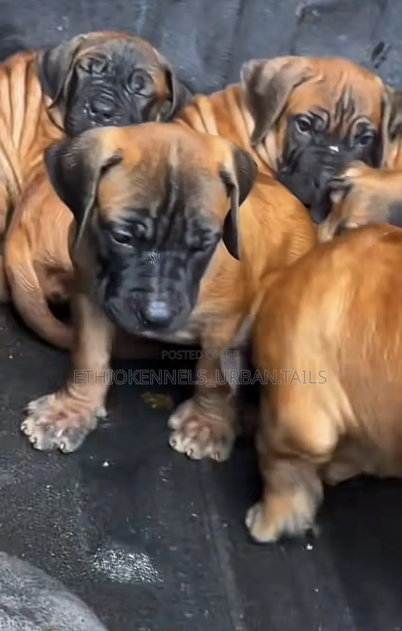 1-3 months Male Purebred Bullmastiff