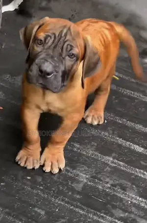 Photo - 1-3 months Male Purebred Bullmastiff