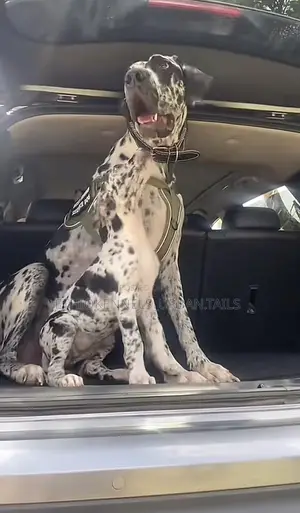 Photo - 1-3 months Male Purebred Great Dane