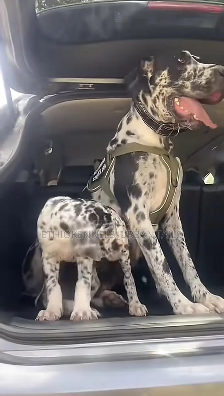 1-3 months Male Purebred Great Dane