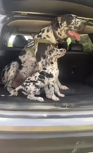 1-3 months Male Purebred Great Dane