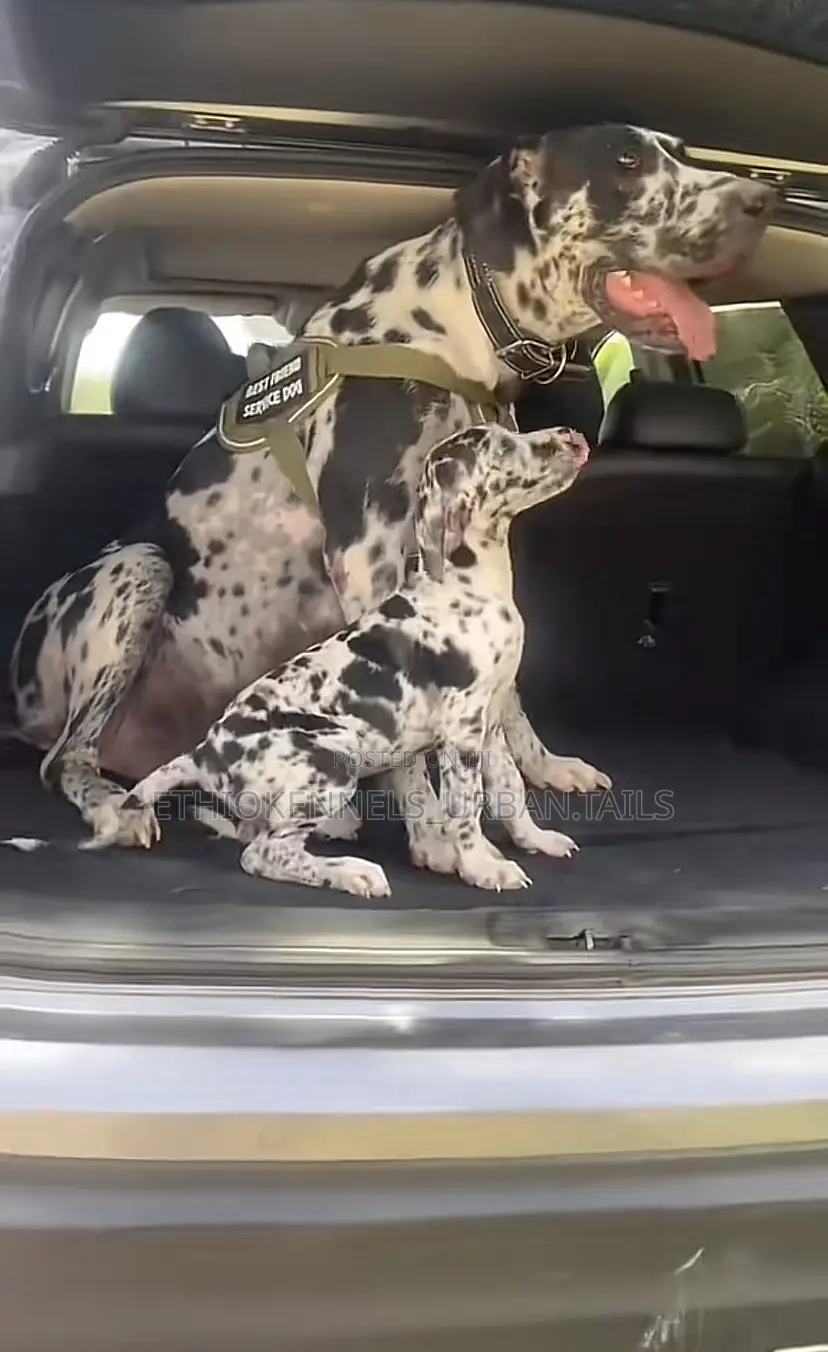 1-3 months Male Purebred Great Dane