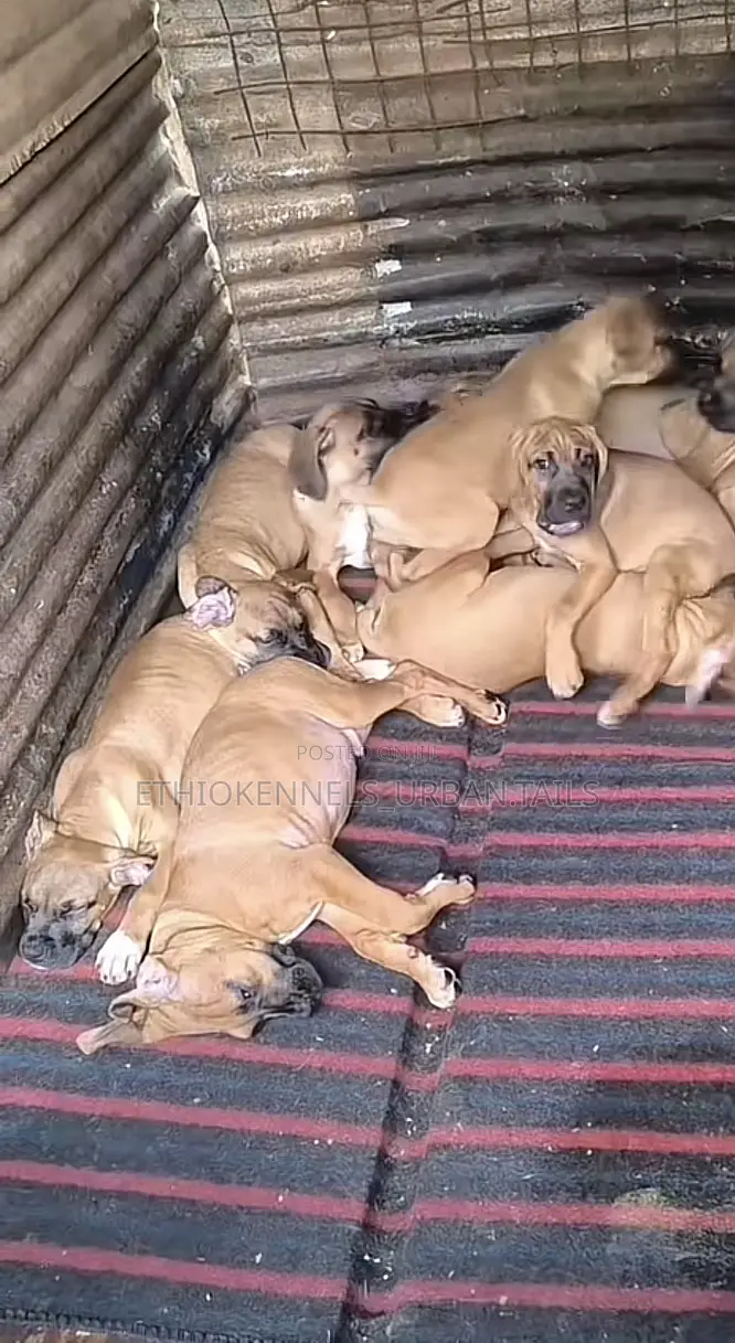 1-3 months Male Purebred Bullmastiff