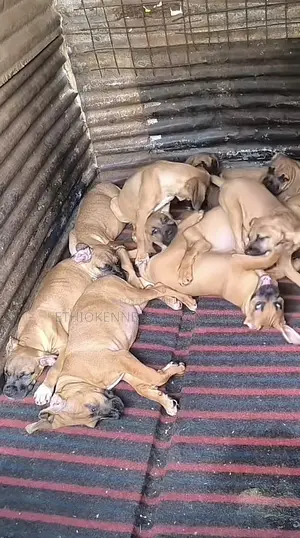 1-3 months Male Purebred Bullmastiff