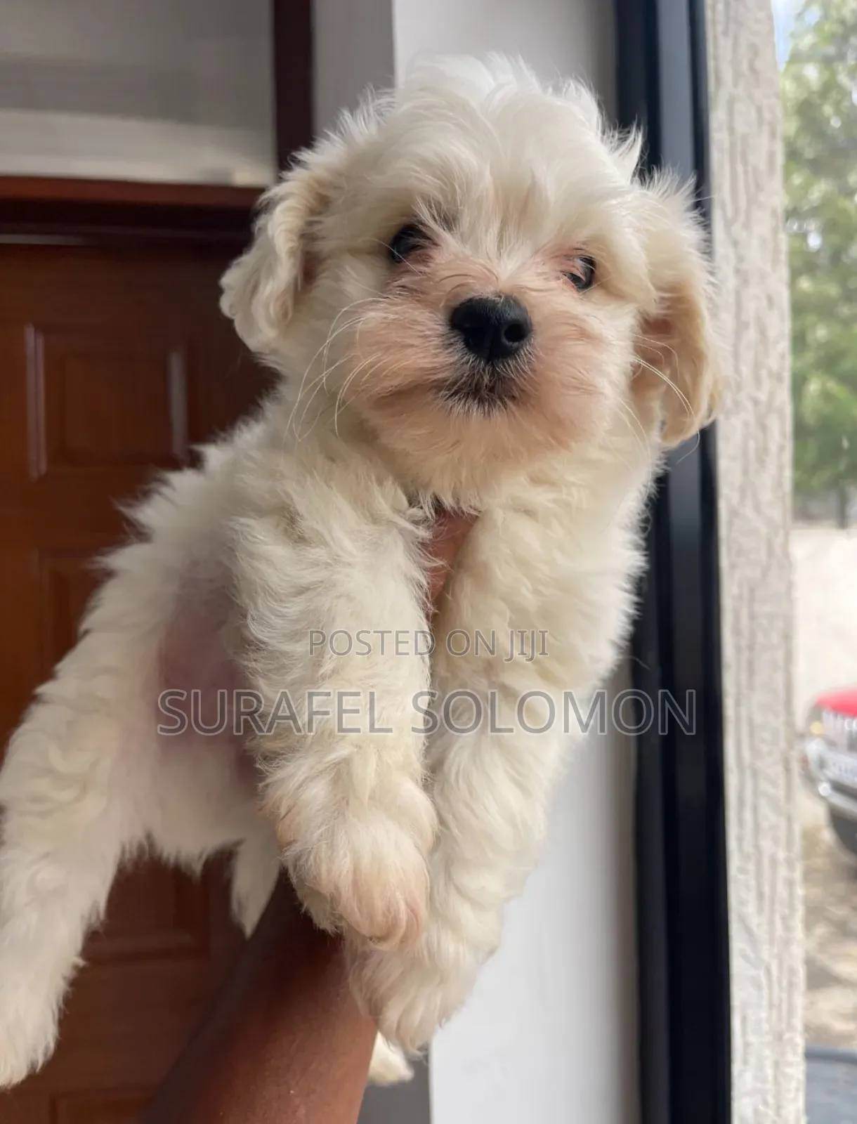 1-3 months Male Purebred Maltese