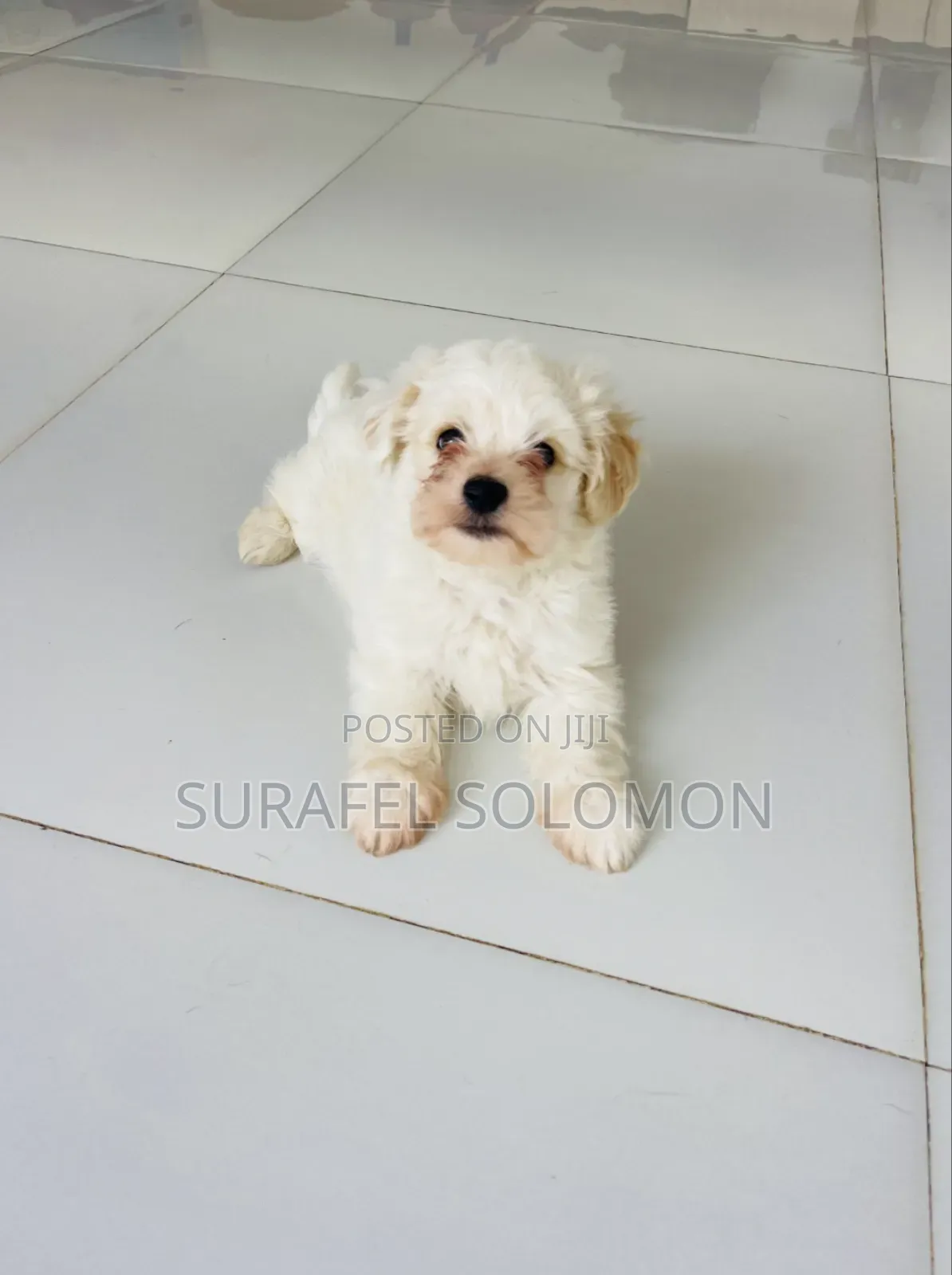 1-3 months Male Purebred Maltese