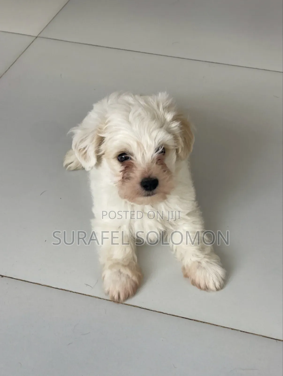 1-3 months Male Purebred Maltese