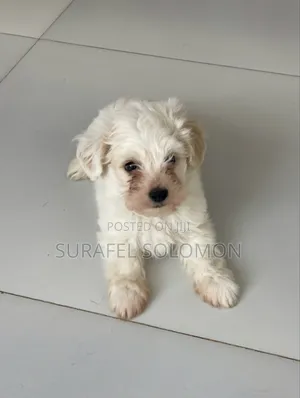 1-3 months Male Purebred Maltese