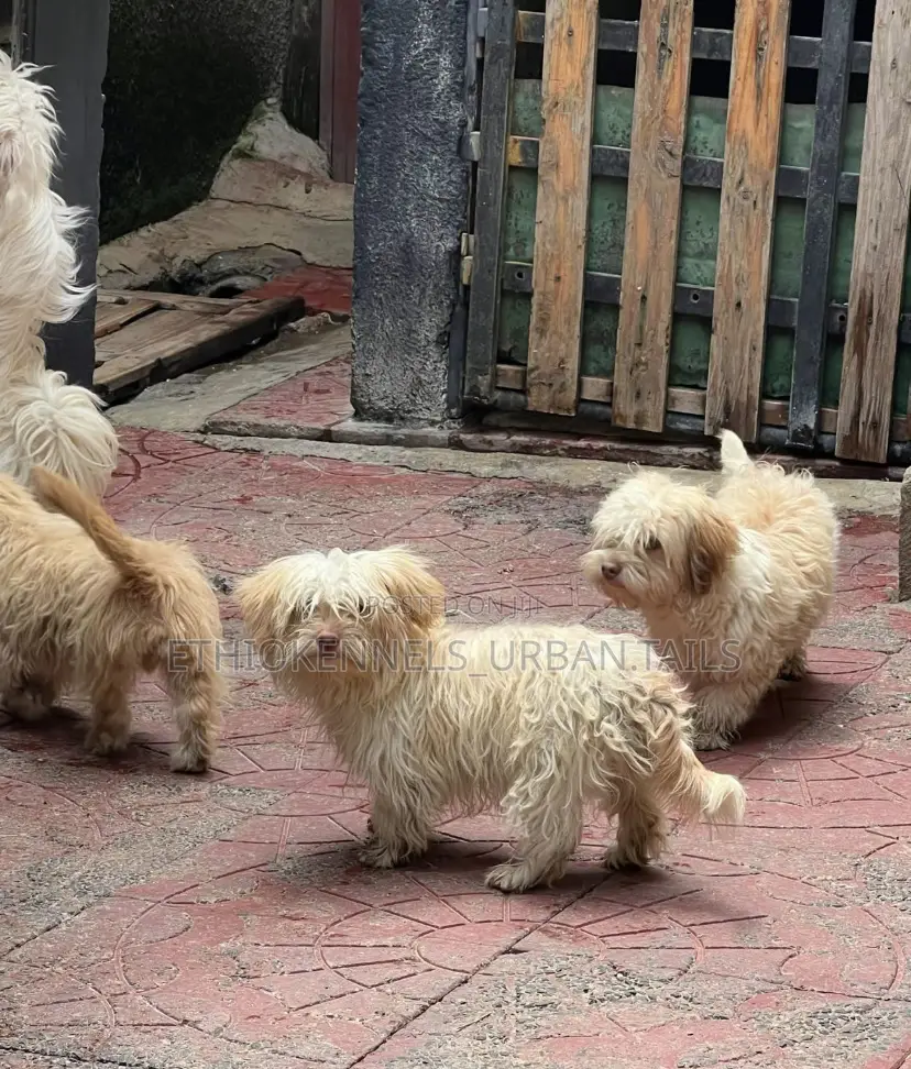 3-6 months Male Mixed Breed Maltese