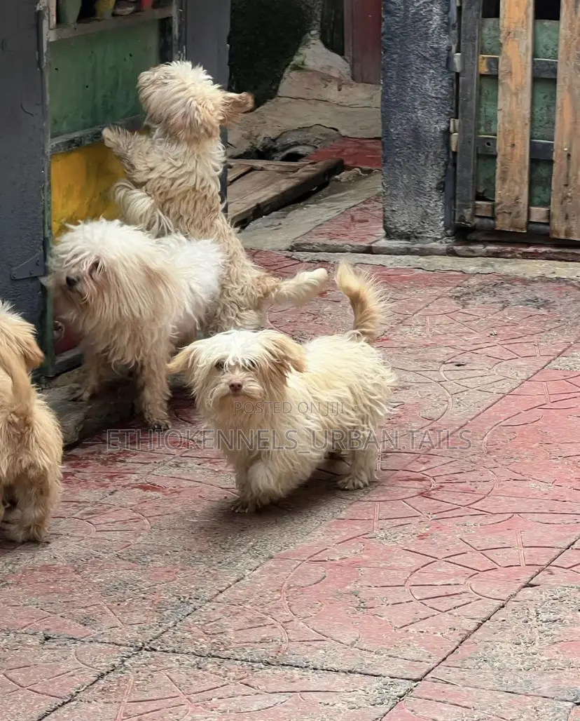 3-6 months Male Mixed Breed Maltese