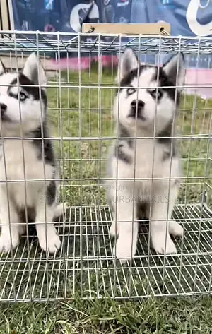 Photo - 1-3 months Female Purebred Siberian Husky