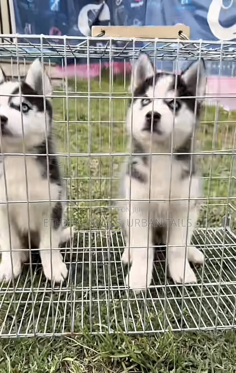 1-3 months Female Purebred Siberian Husky