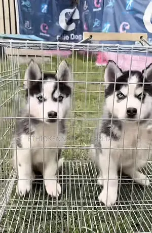 1-3 months Female Purebred Siberian Husky