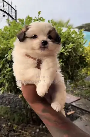 Photo - 1-3 months Female Purebred Maltese