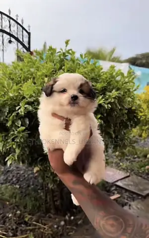 1-3 months Female Purebred Maltese