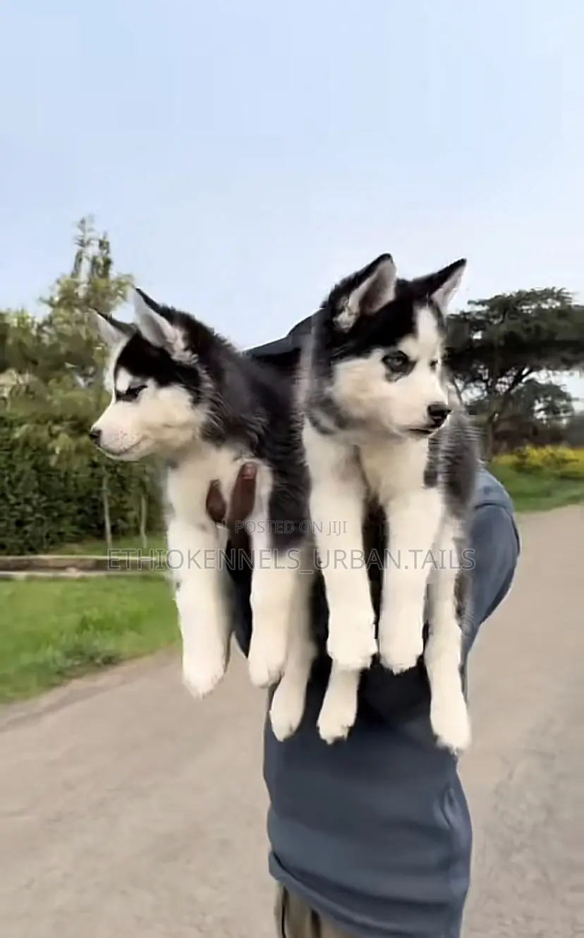 1-3 months Male Purebred Siberian Husky