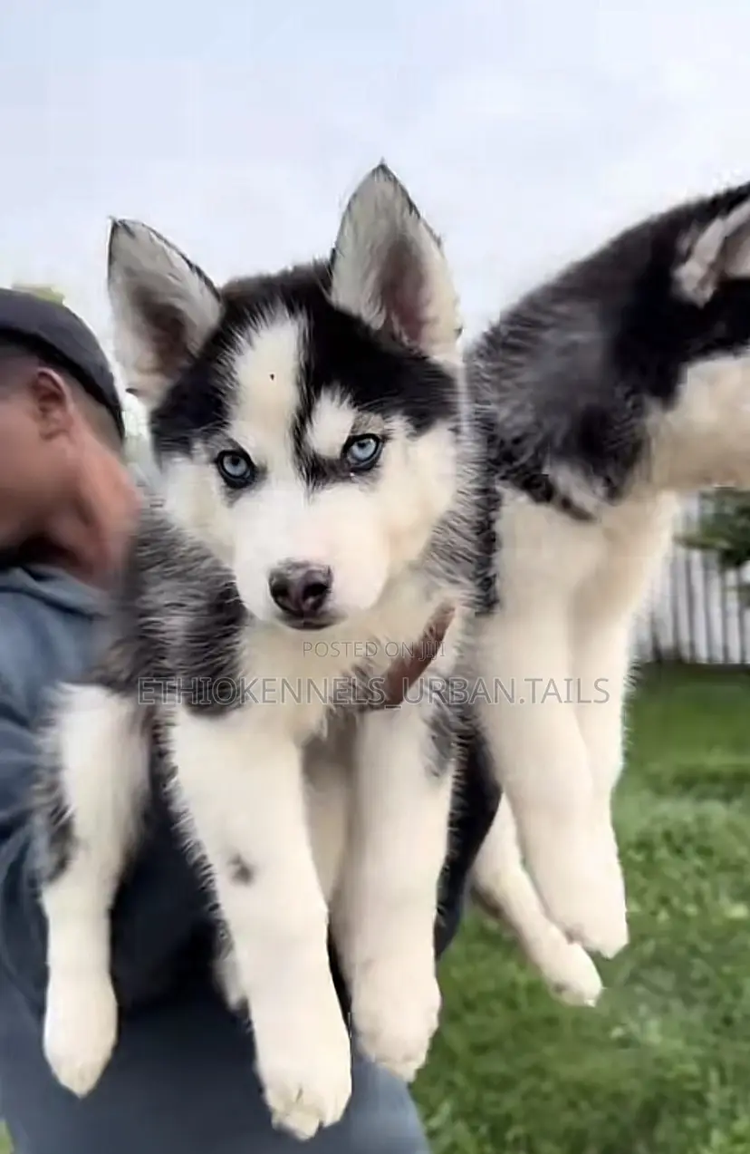 1-3 months Male Purebred Siberian Husky