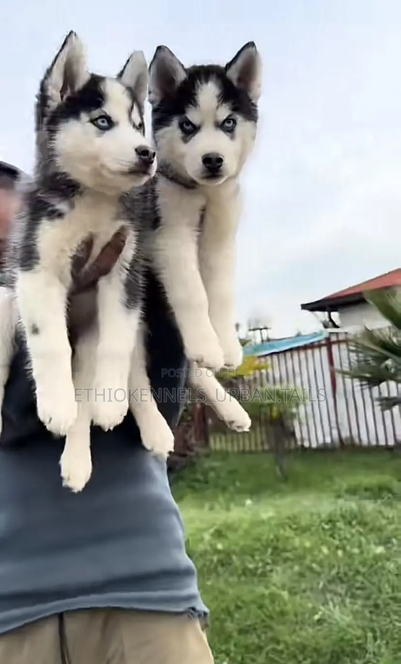 1-3 months Male Purebred Siberian Husky
