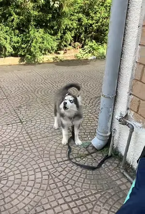 1-3 months Male Purebred Siberian Husky