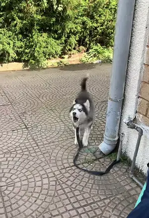 1-3 months Male Purebred Siberian Husky