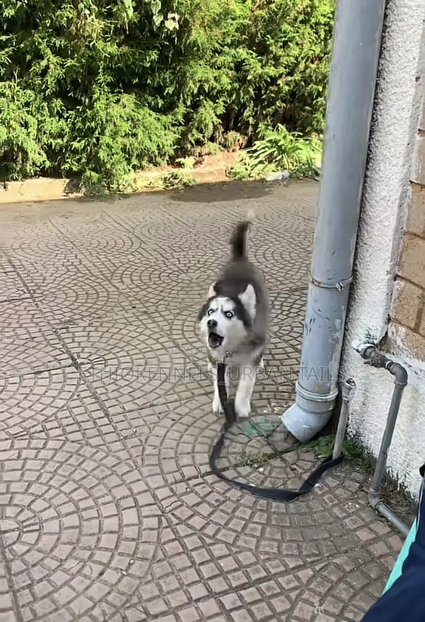 1-3 months Male Purebred Siberian Husky
