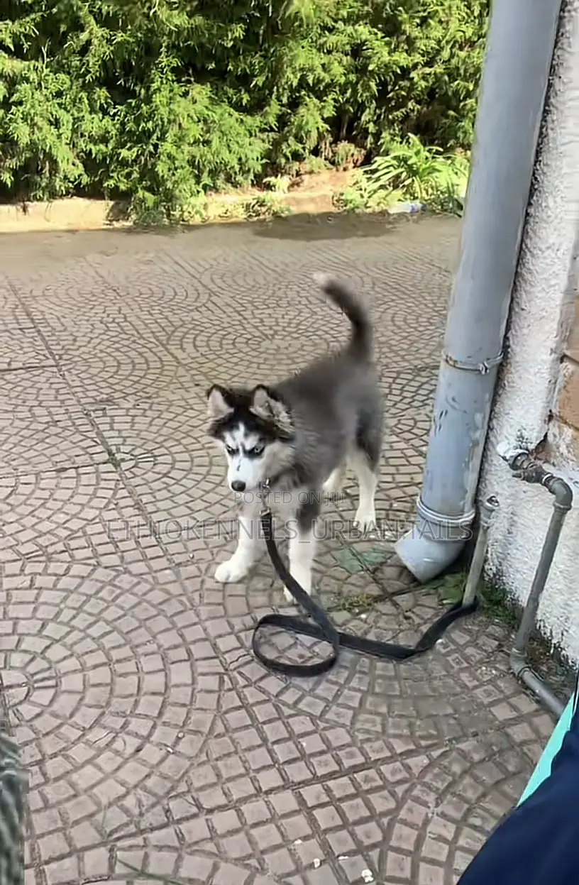 1-3 months Male Purebred Siberian Husky