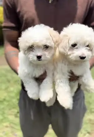 Photo - 1-3 months Male Purebred Maltese