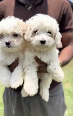 1-3 months Male Purebred Maltese