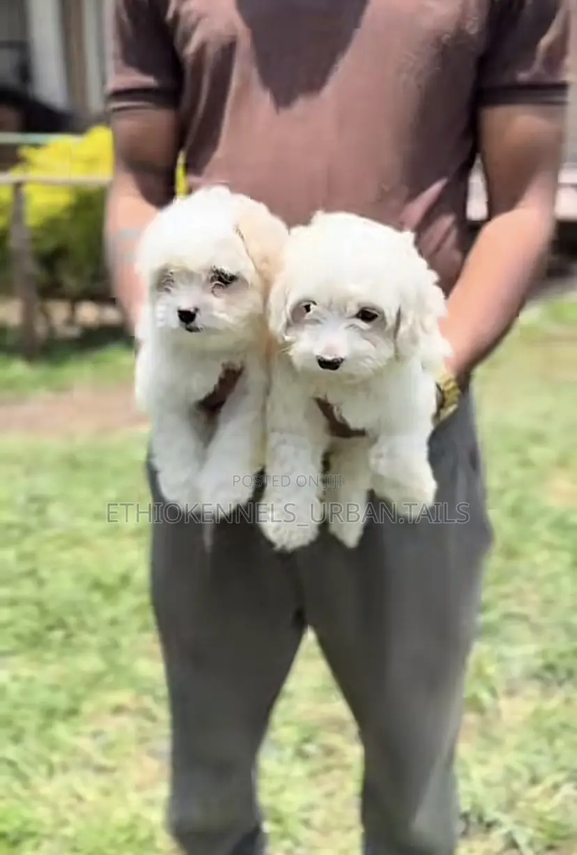 1-3 months Male Purebred Maltese
