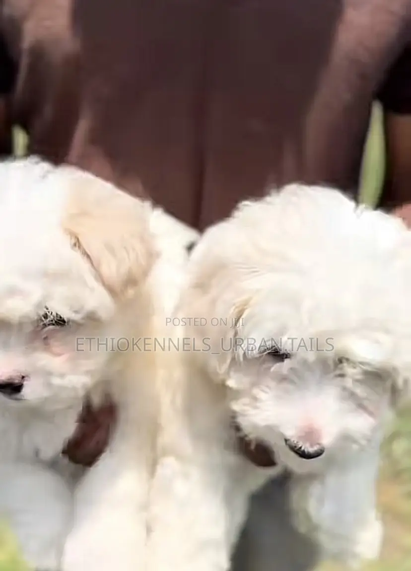 1-3 months Male Purebred Maltese
