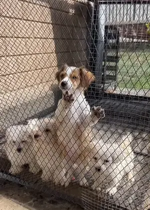 Photo - 1-3 months Male Purebred Maltese