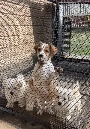 1-3 months Male Purebred Maltese