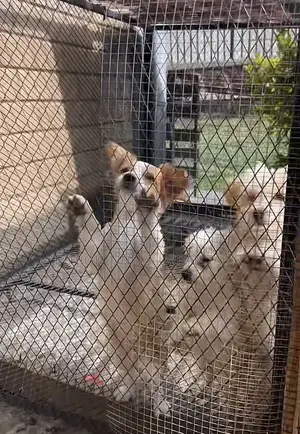 Photo - 1-3 months Female Mixed Breed Maltese