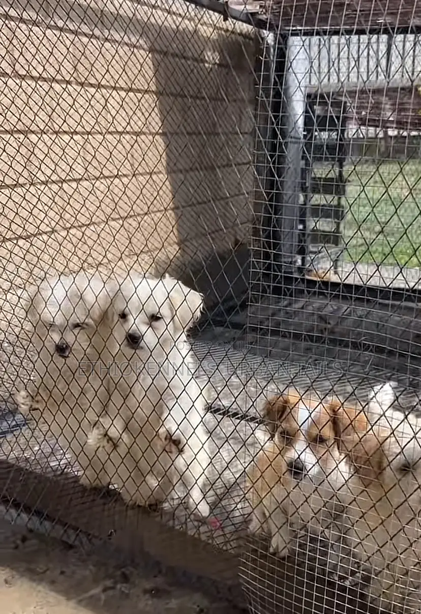 1-3 months Female Mixed Breed Maltese