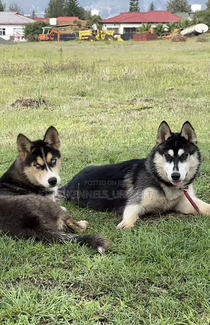 3-6 months Male Purebred Siberian Husky