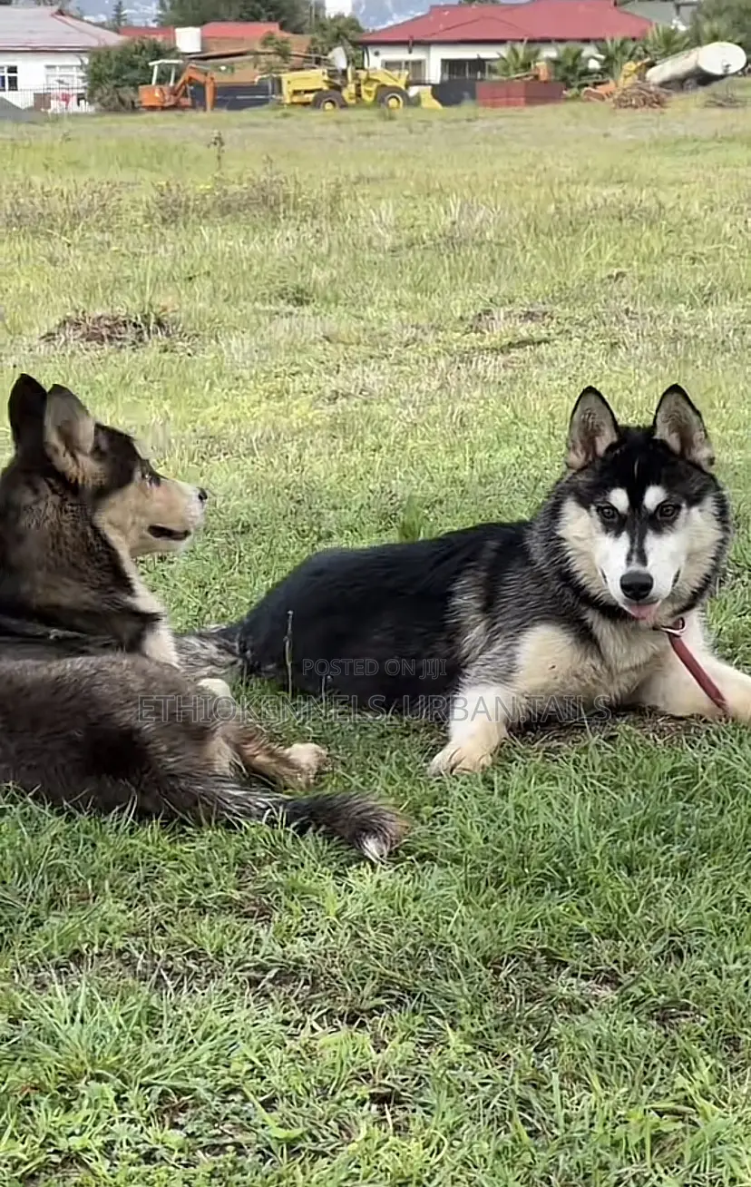 3-6 months Male Purebred Siberian Husky