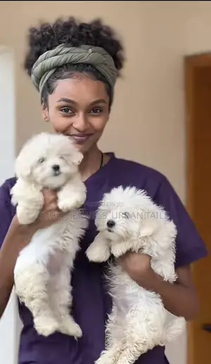 Photo - 3-6 months Male Purebred Maltese